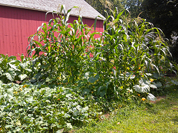 corn squash