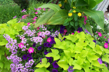 flower beds