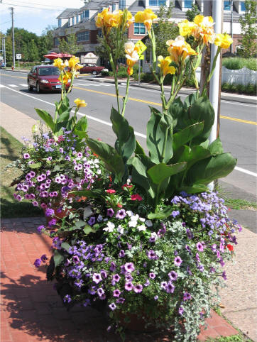 flowers on Main Street Glastonbury