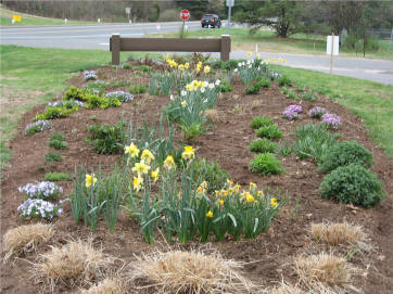 planting flowers
