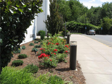 Glastonbury Library plantings