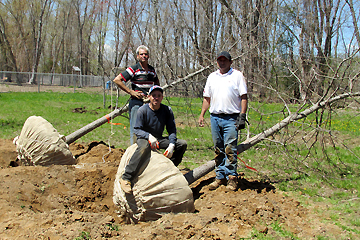 Trees Dug