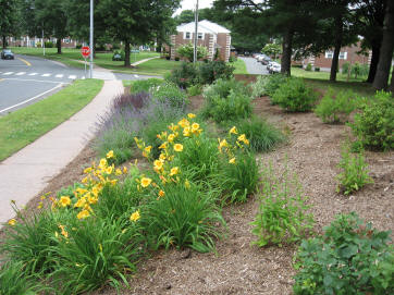 Center Village planting