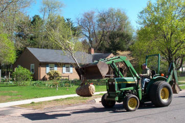 American Elm Restoration