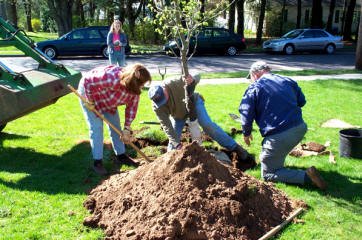 planting elm tree