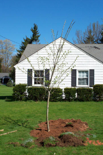 elm tree